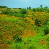 Ethiopia - Gamoji DECAF - Image 2