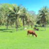 Brazil - Saquarema - Image 3